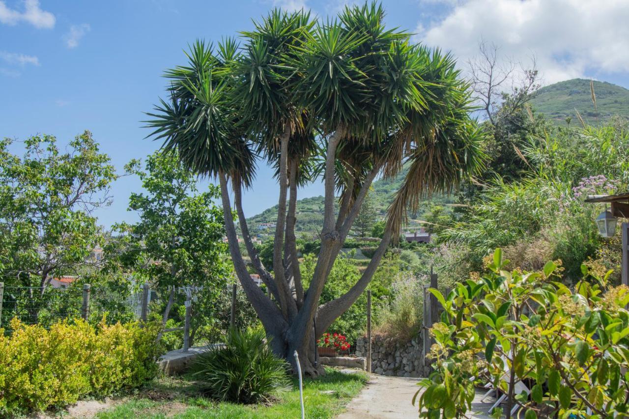Villa Casa Yucca à Forio di Ischia Extérieur photo
